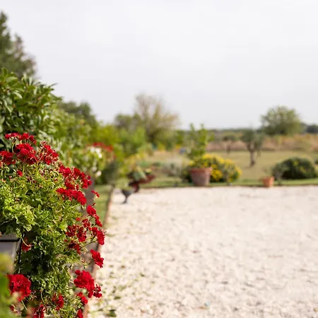 Il Noce 2 Misano Adriatico